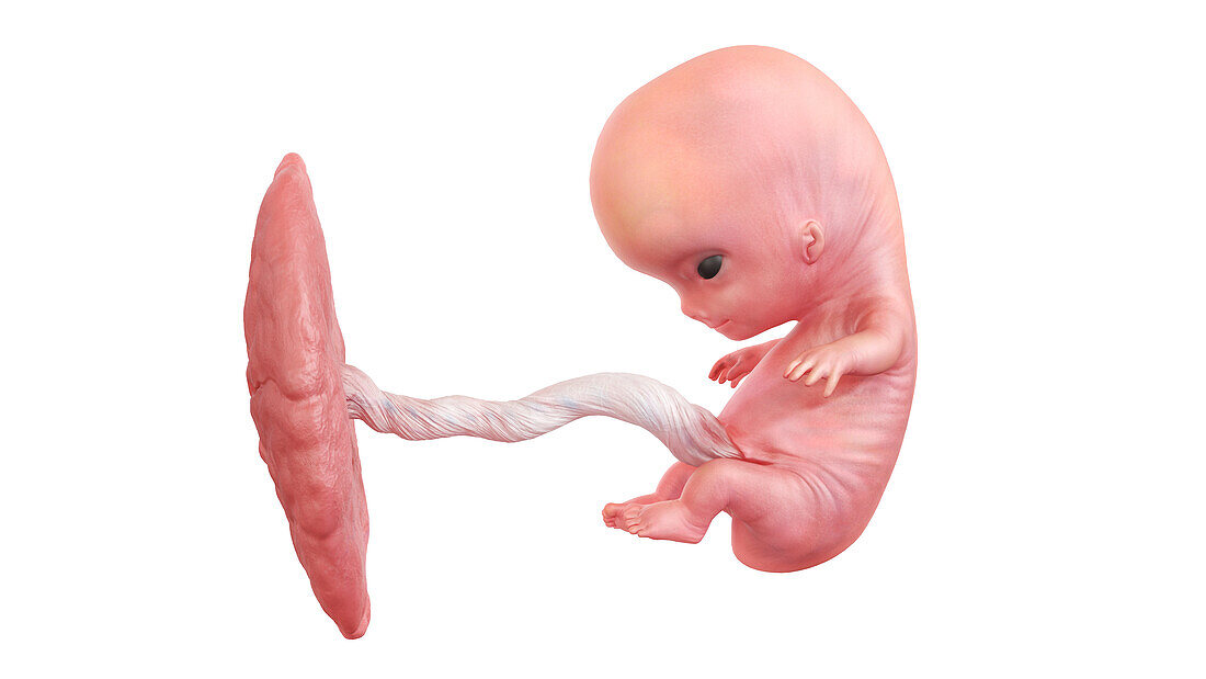 Human foetus at week 9, illustration