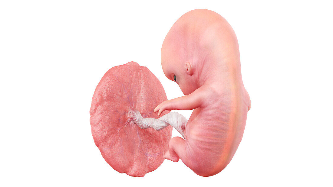 Human foetus at week 9, illustration