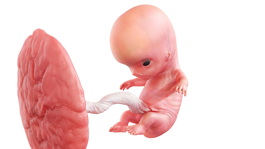 Human foetus at week 9, illustration