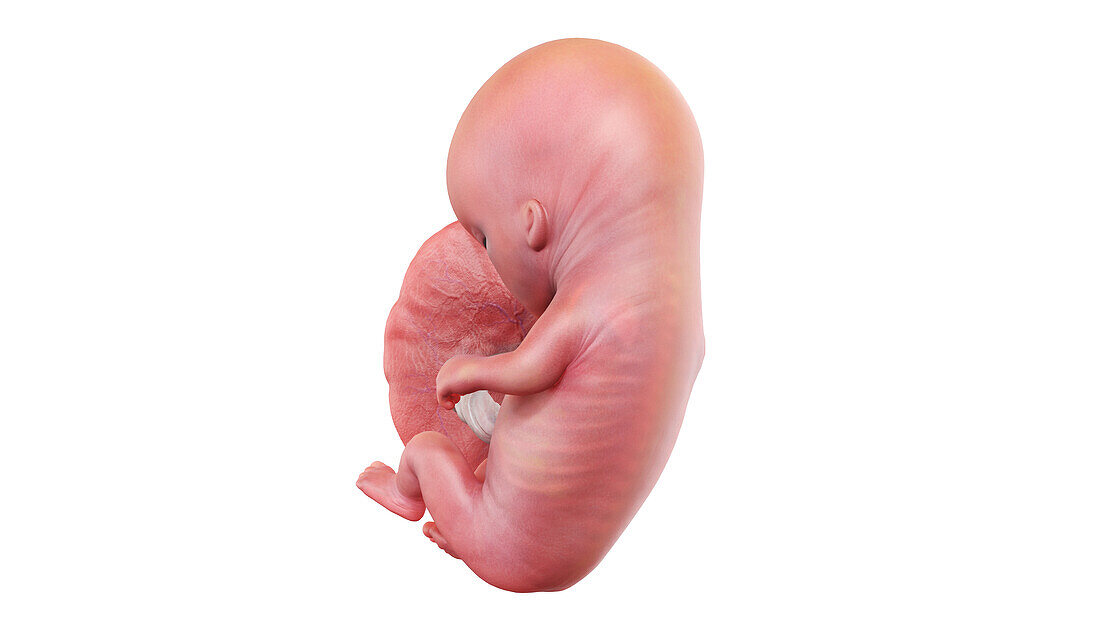 Human foetus at week 11, illustration