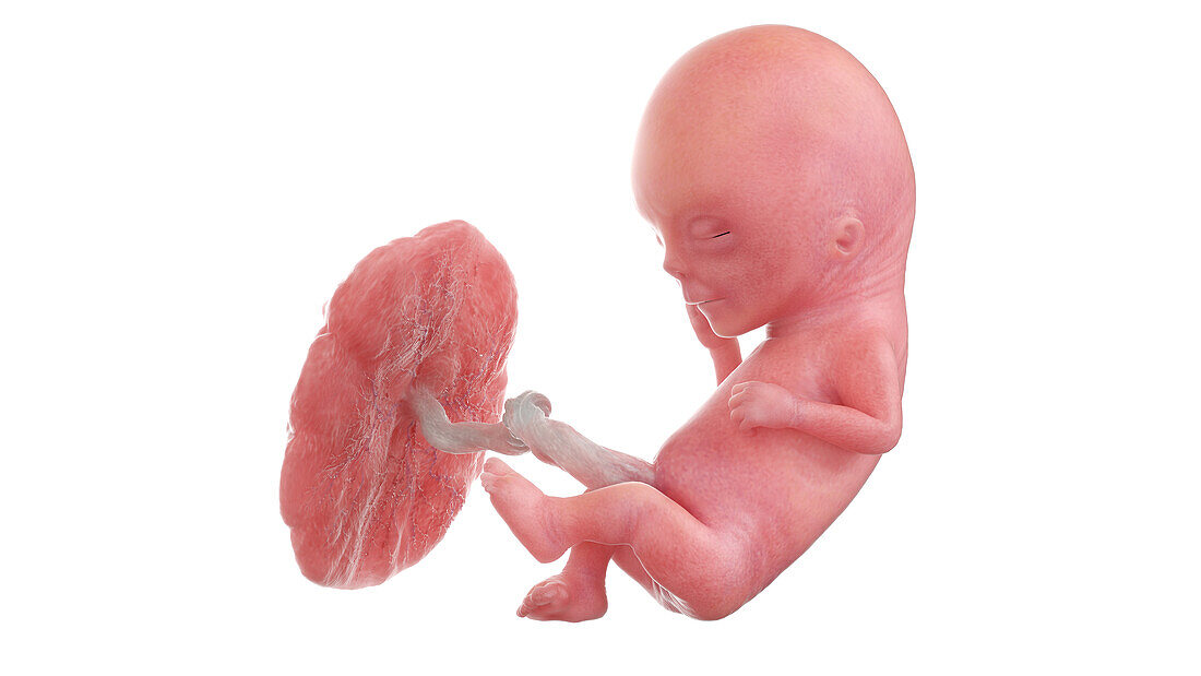 Human foetus at week 12, illustration