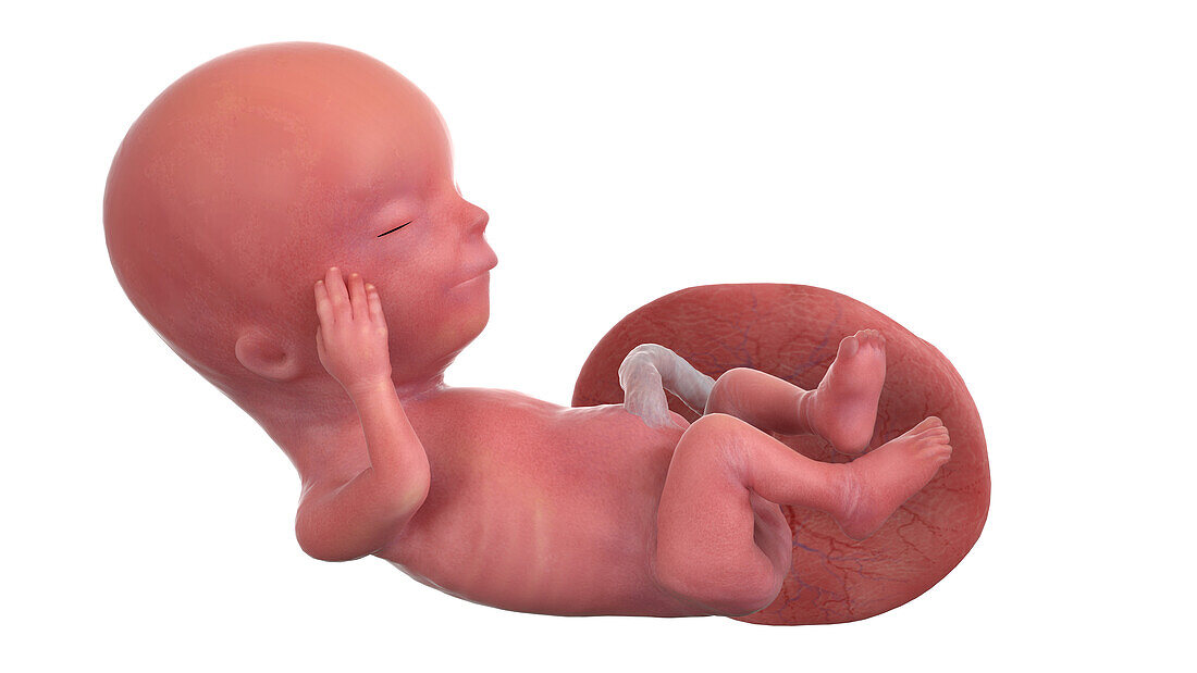 Human foetus at week 13, illustration