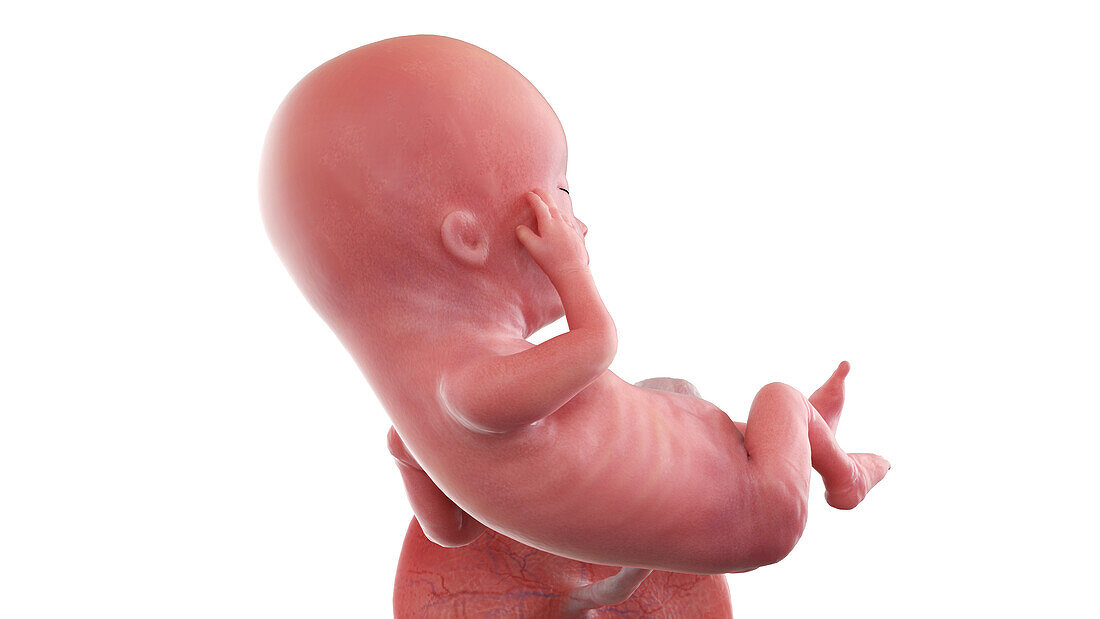 Human foetus at week 13, illustration