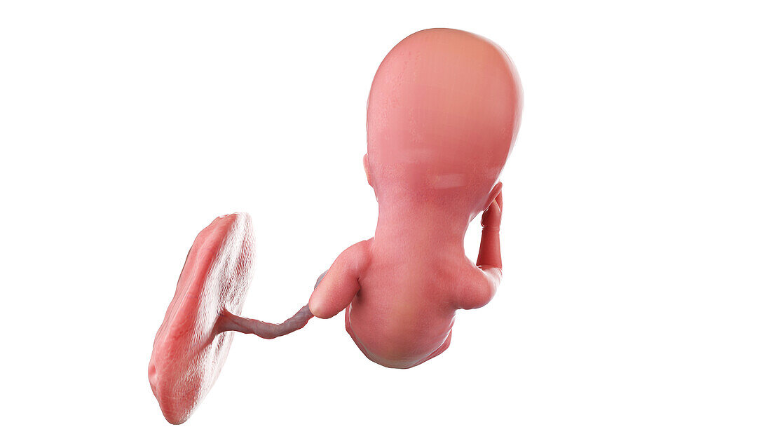 Human foetus at week 13, illustration