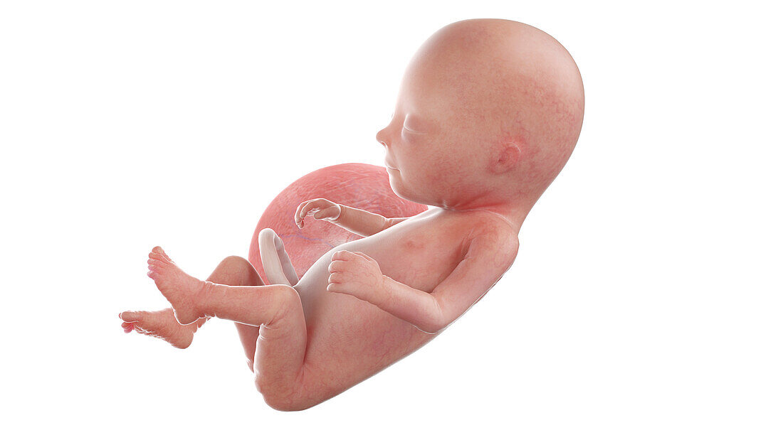 Human foetus at week 14, illustration
