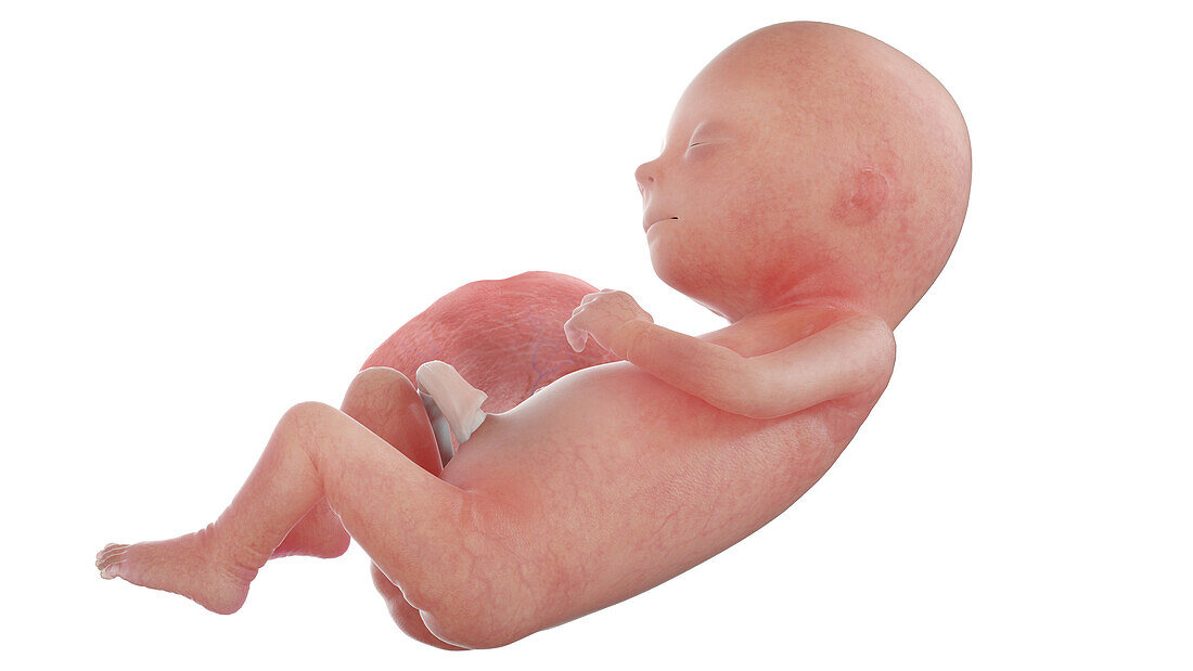 Human foetus at week 15, illustration
