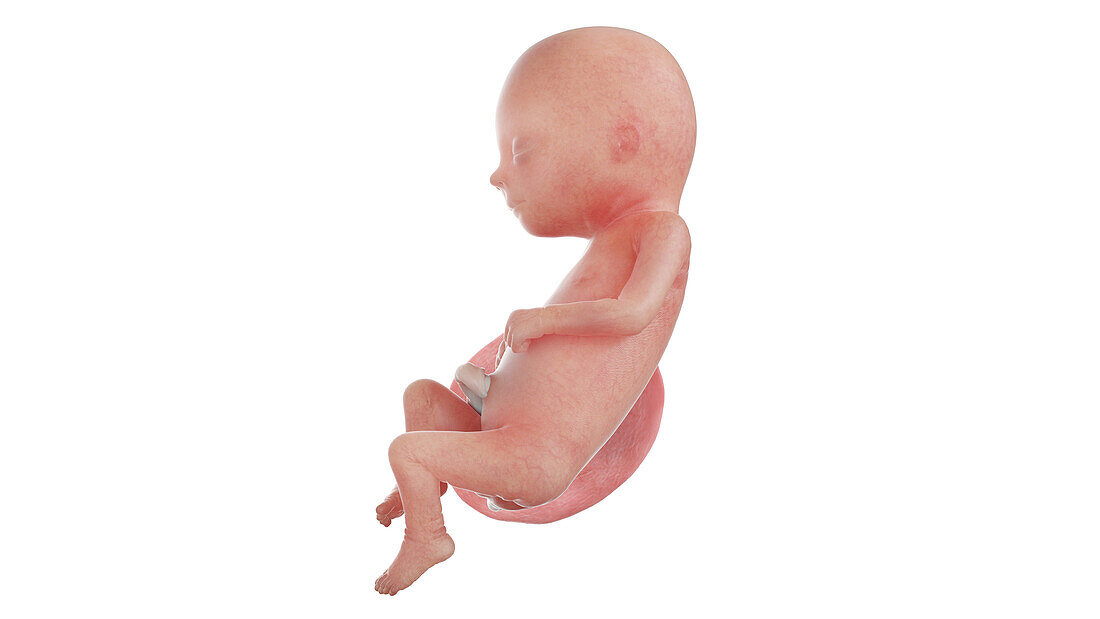 Human foetus at week 16, illustration