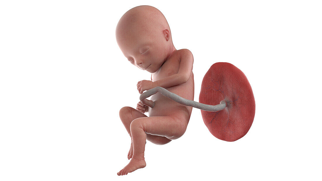Human foetus at week 17, illustration