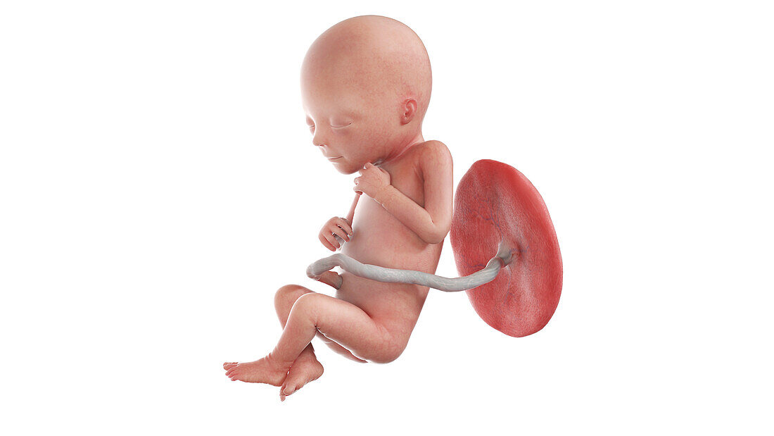 Human foetus at week 18, illustration