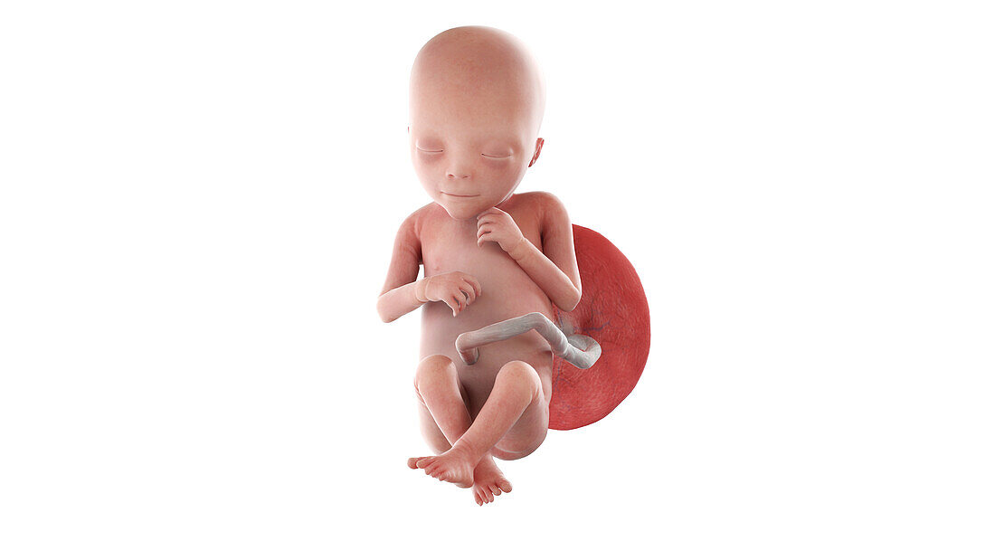 Human foetus at week 18, illustration