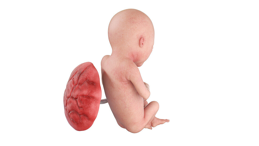 Human foetus at week 18, illustration