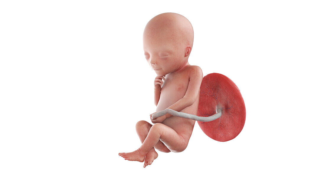 Human foetus at week 19, illustration
