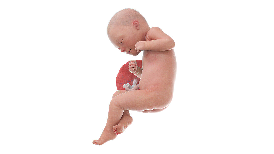 Human foetus at week 32, illustration