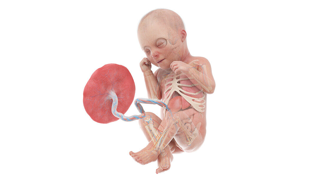 Human foetus anatomy at week 33, illustration