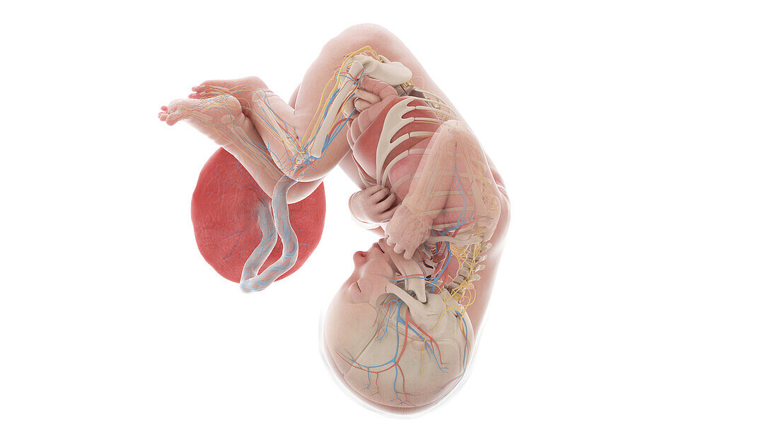 Human foetus anatomy at week 37, illustration