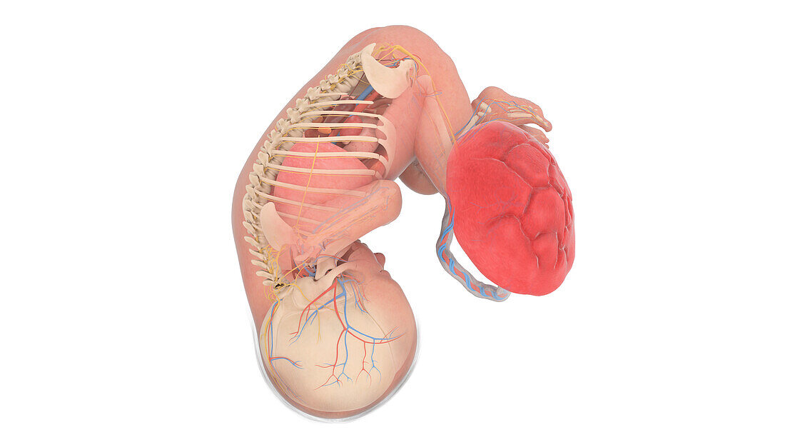 Human foetus anatomy at week 37, illustration
