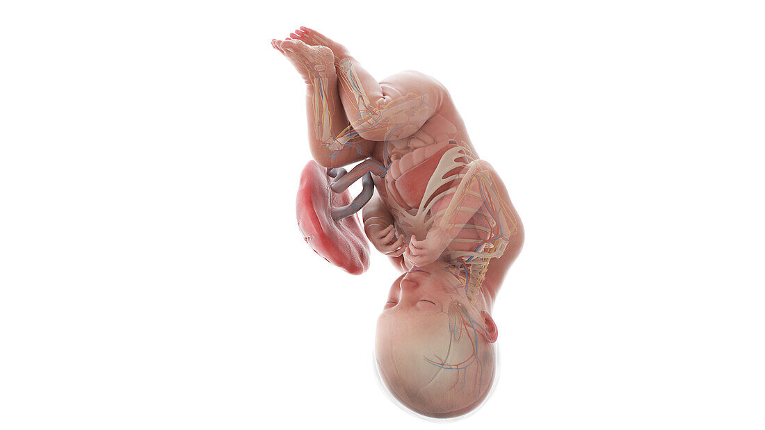 Human foetus anatomy at week 38, illustration
