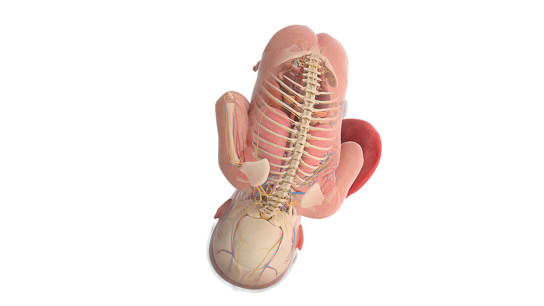 Human foetus anatomy at week 39, illustration