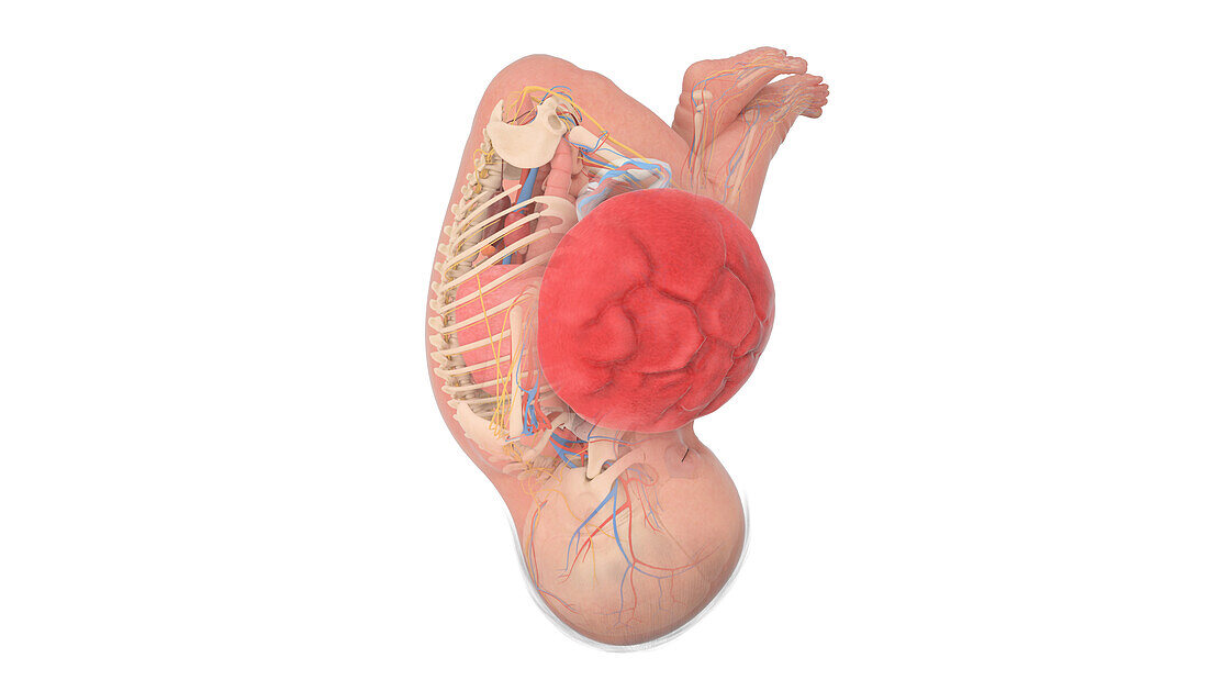 Human foetus anatomy at week 39, illustration