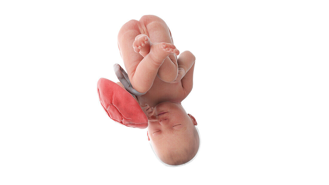 Human foetus at week 39, illustration