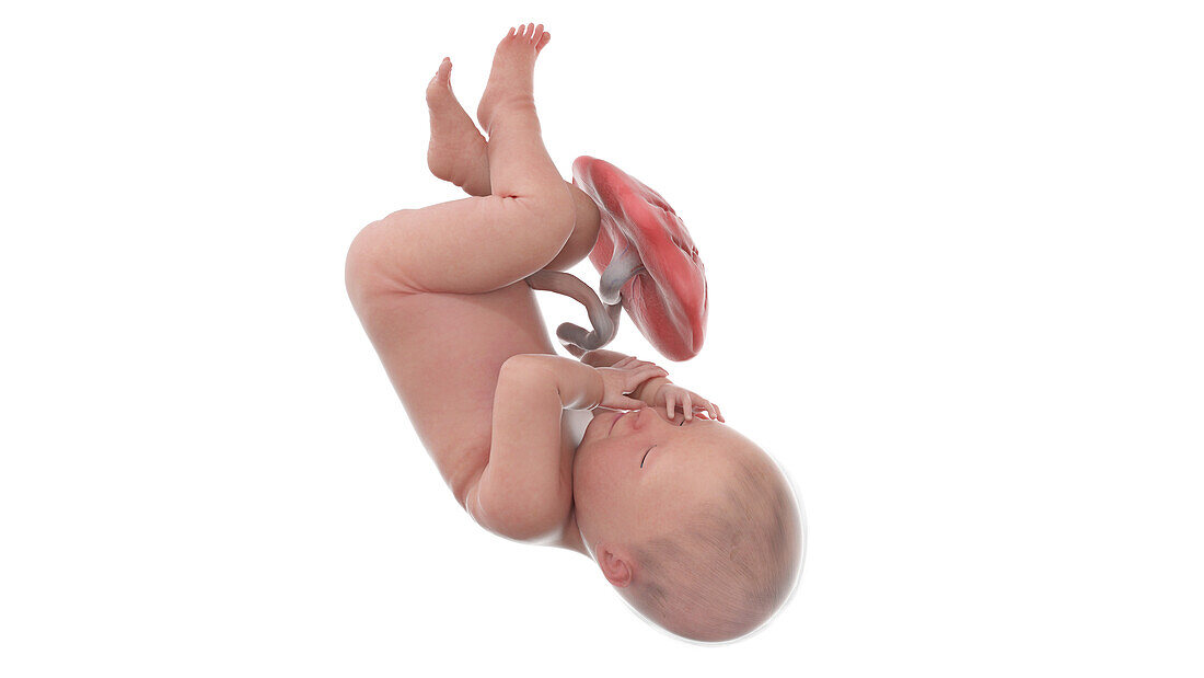 Human foetus at week 41, illustration