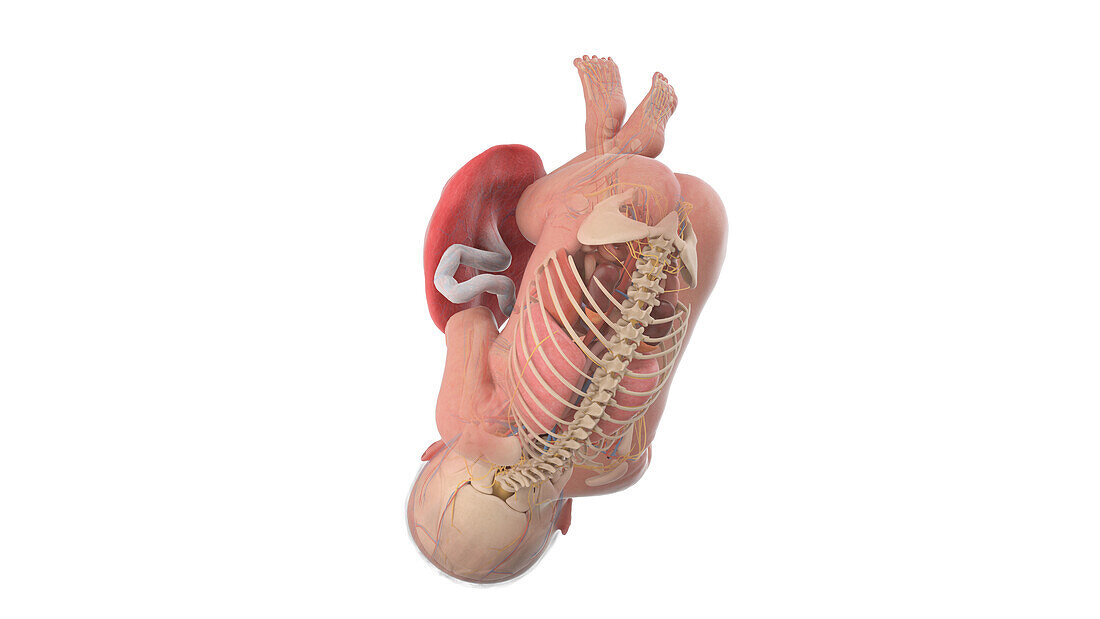 Human foetus anatomy at week 41, illustration