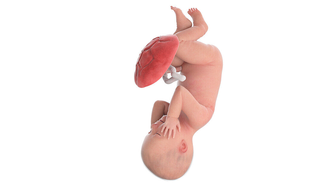 Human foetus at week 42, illustration