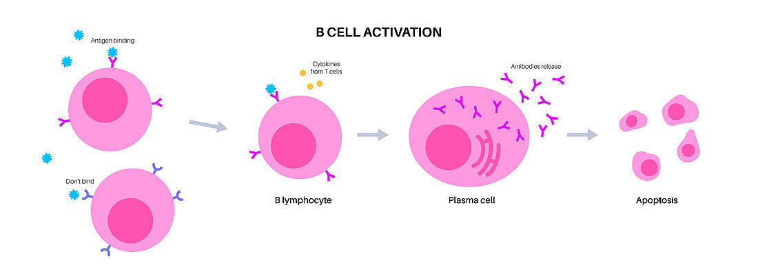 B cell activation, illustration