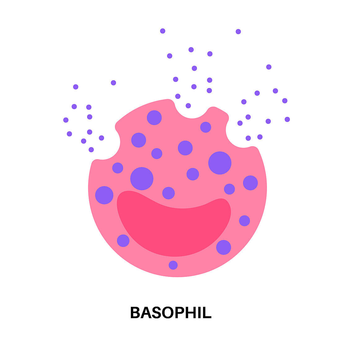 Basophil, illustration