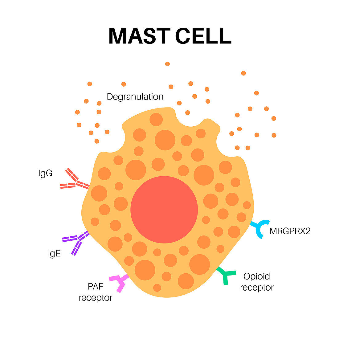 Mast cell, illustration