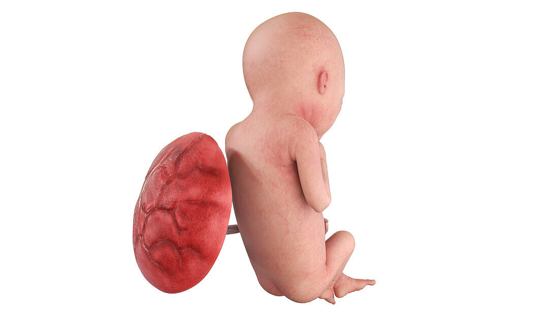 Human foetus at week 19, illustration