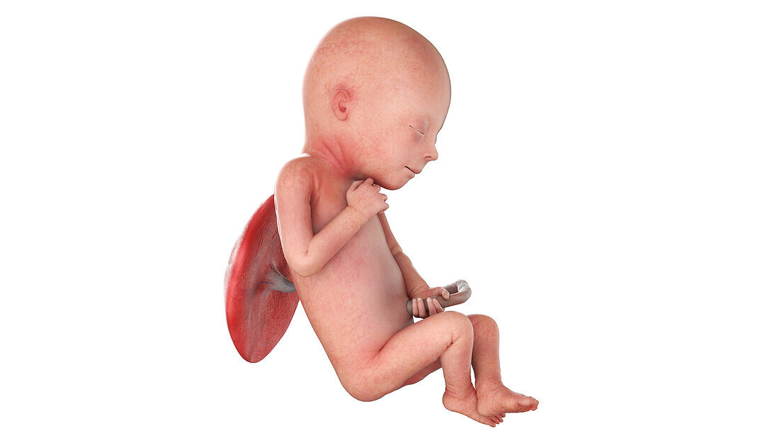 Human foetus at week 19, illustration