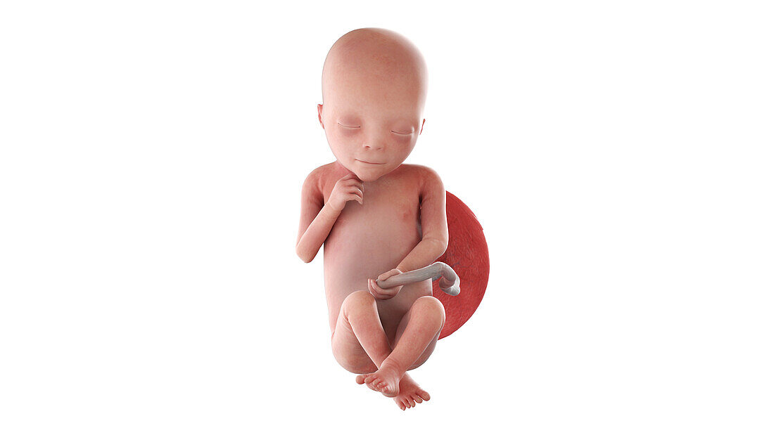 Human foetus at week 19, illustration