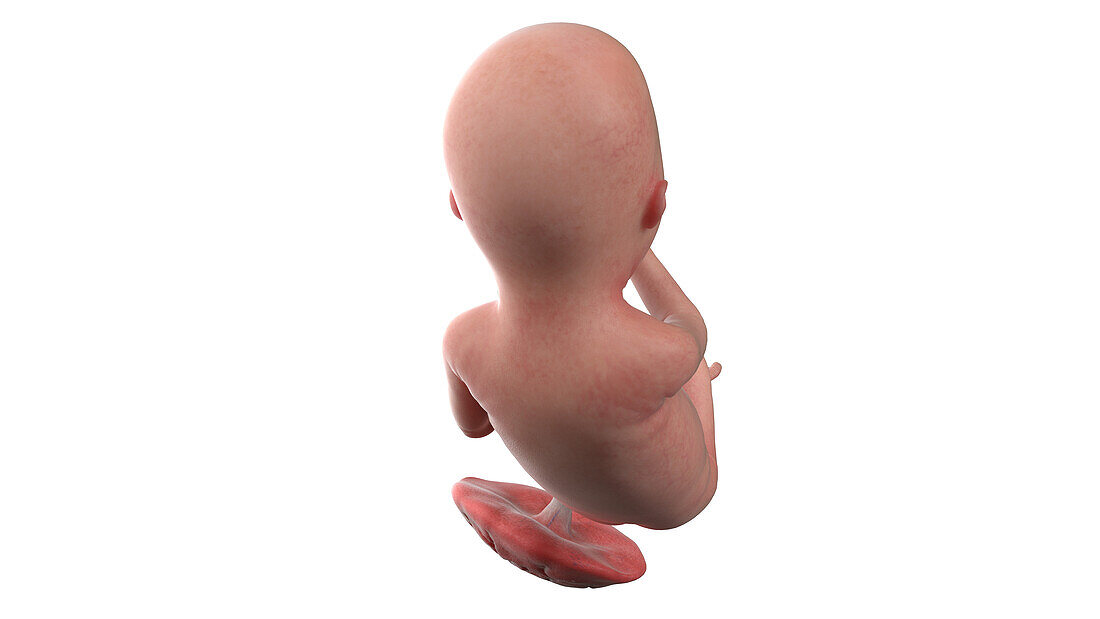Human foetus at week 20, illustration