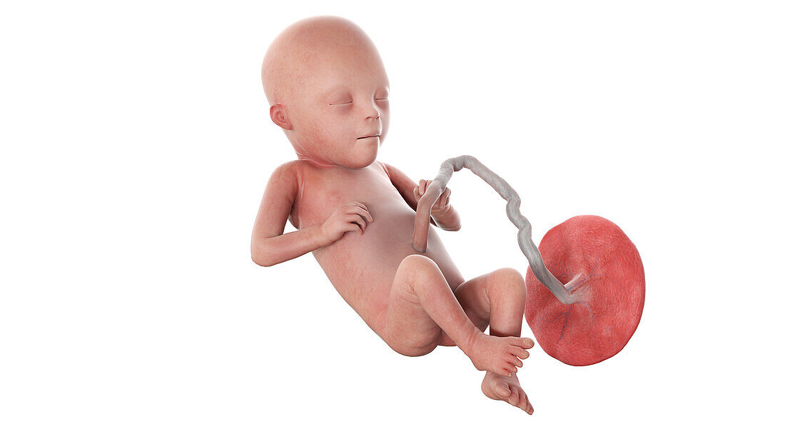 Human foetus at week 21, illustration