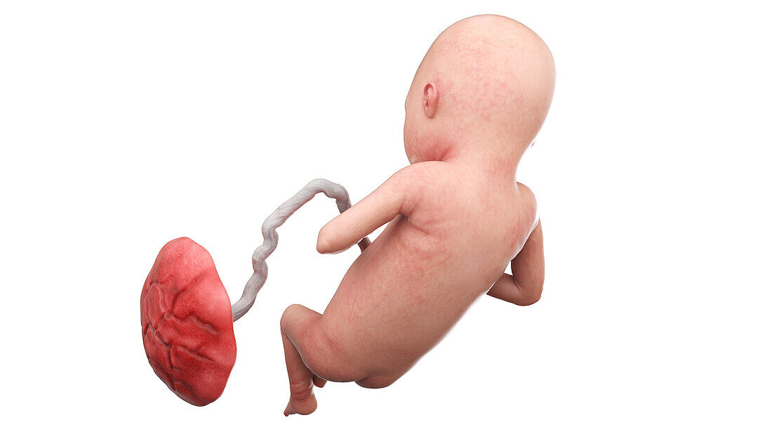 Human foetus at week 21, illustration