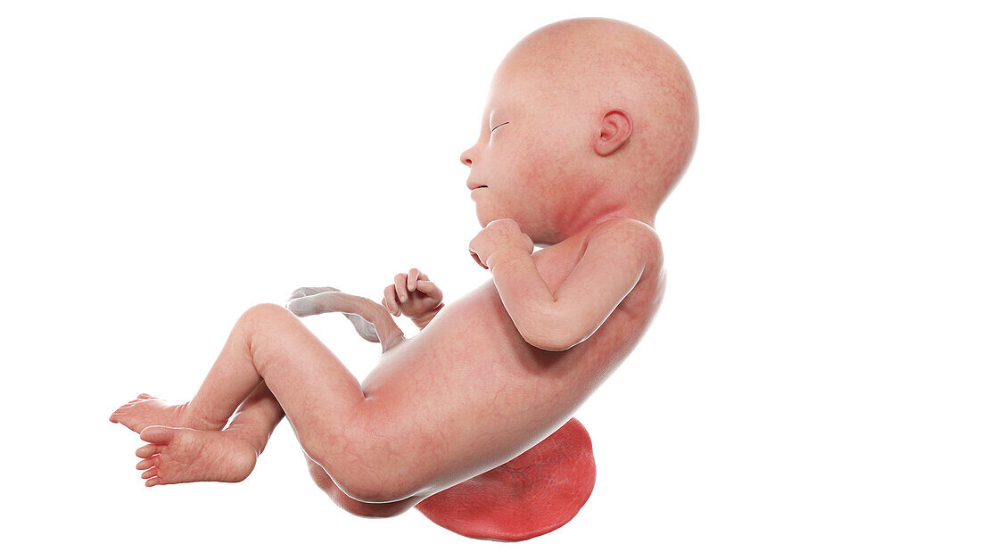 Human foetus at week 22, illustration