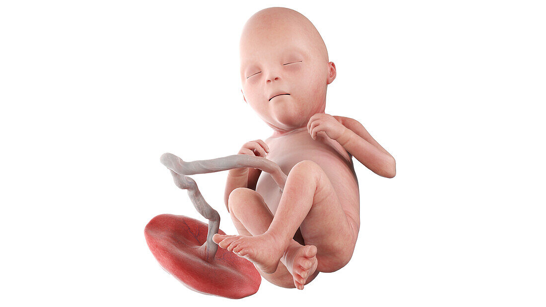 Human foetus at week 22, illustration