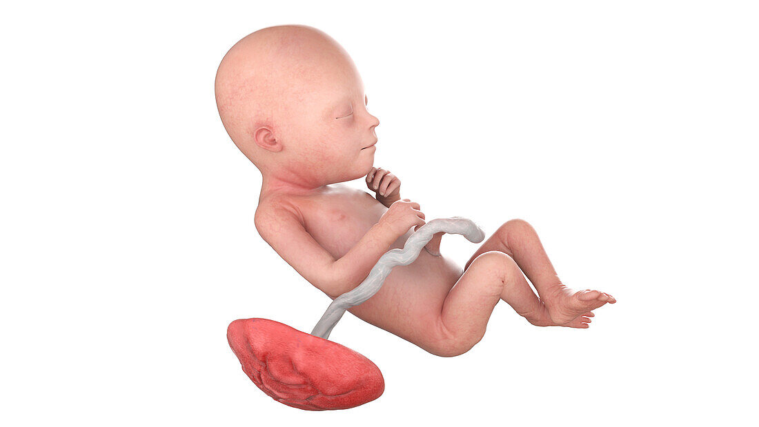 Human foetus at week 22, illustration