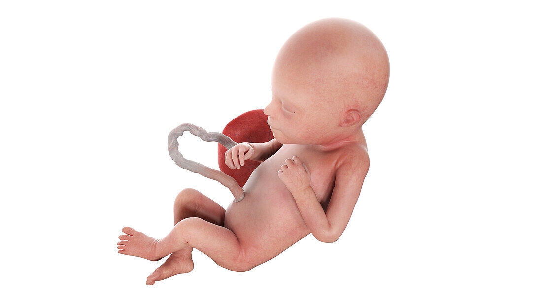 Human foetus at week 22, illustration