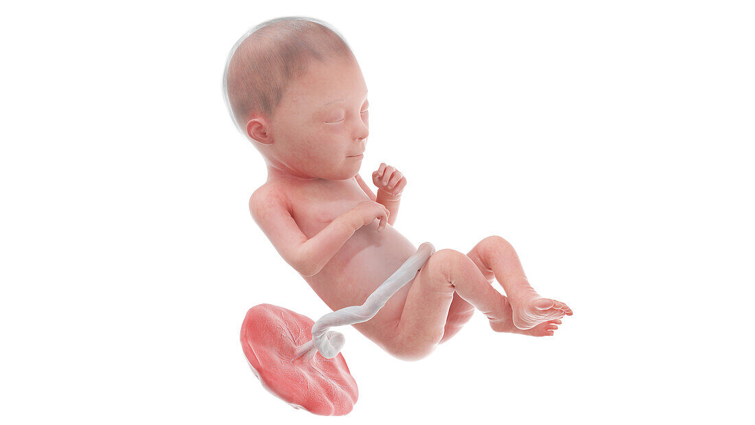Human foetus at week 23, illustration