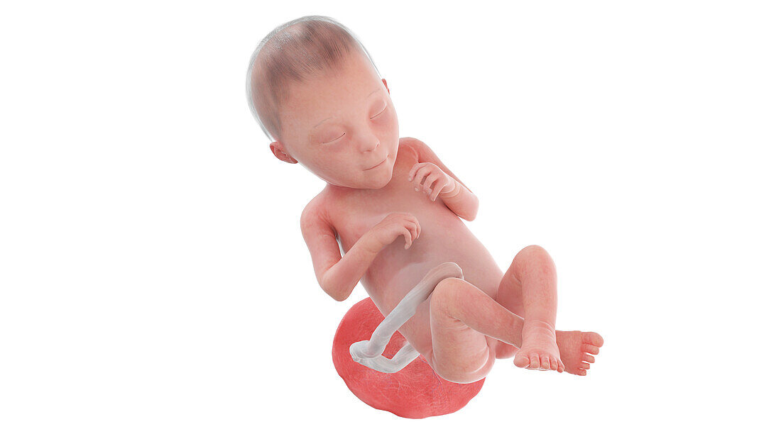 Human foetus at week 23, illustration