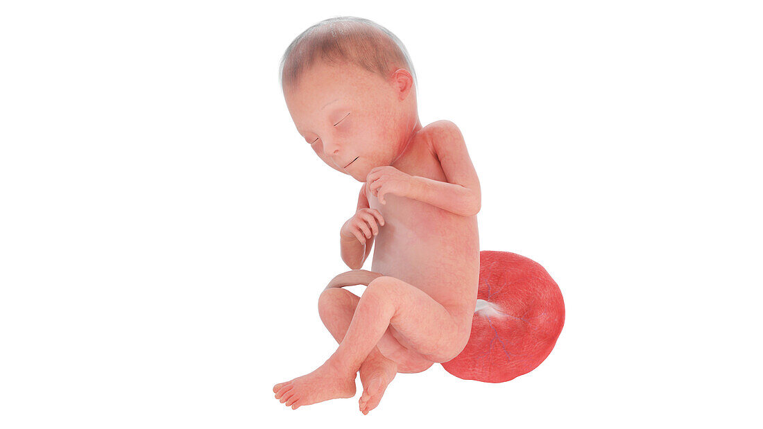 Human foetus at week 23, illustration