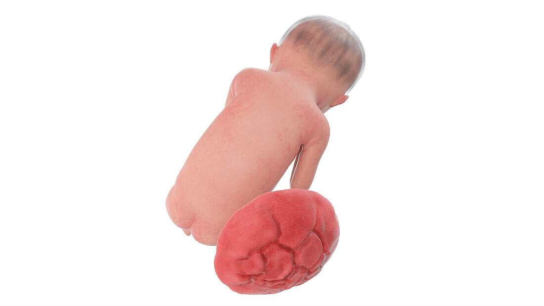 Human foetus at week 24, illustration