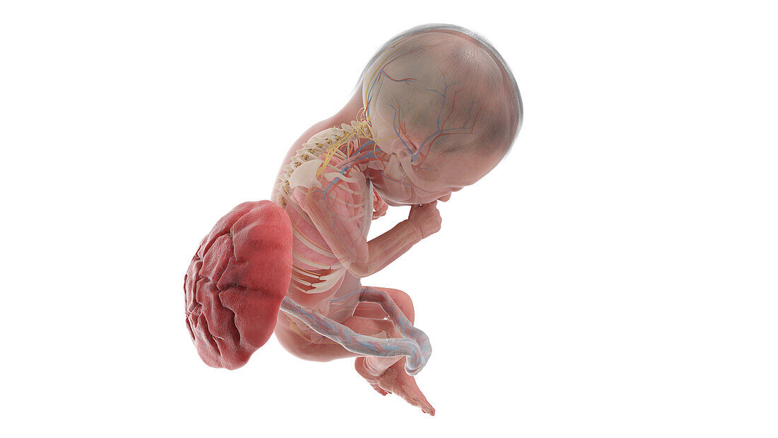 Human foetus anatomy at week 25, illustration