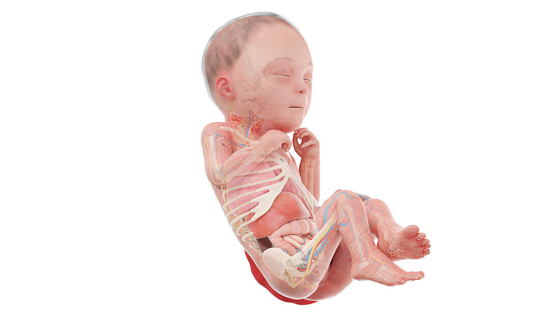 Human foetus anatomy at week 26, illustration
