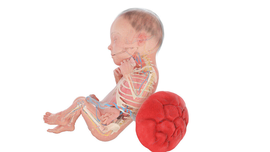 Human foetus anatomy at week 26, illustration