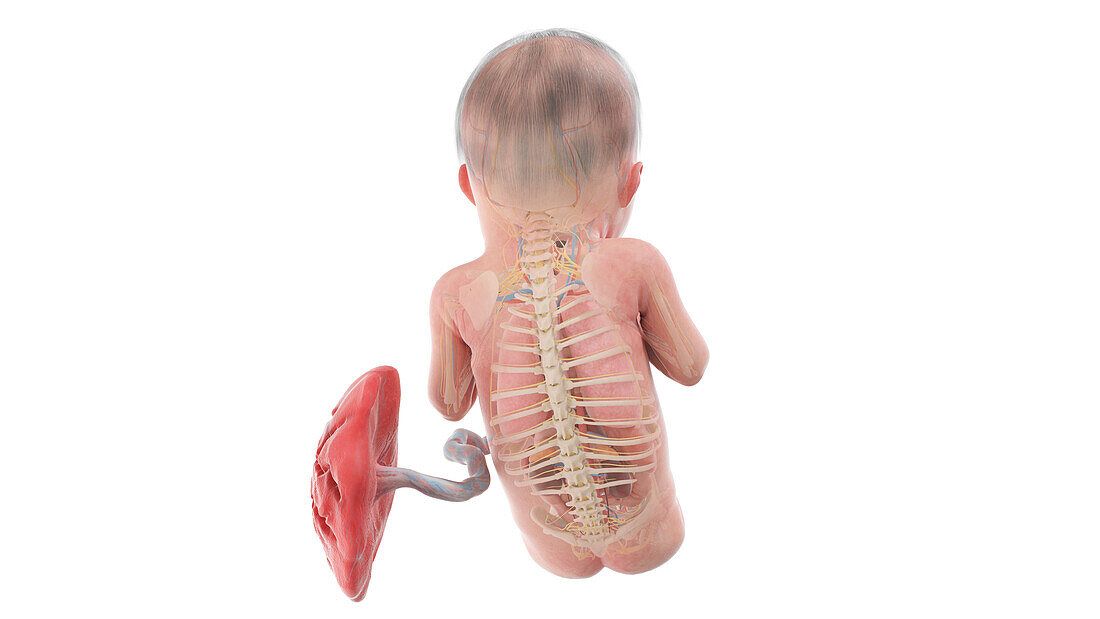 Human foetus anatomy at week 26, illustration