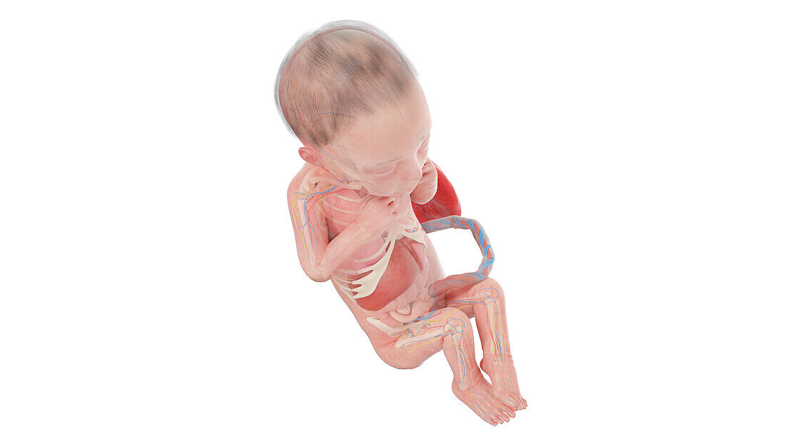 Human foetus anatomy at week 26, illustration