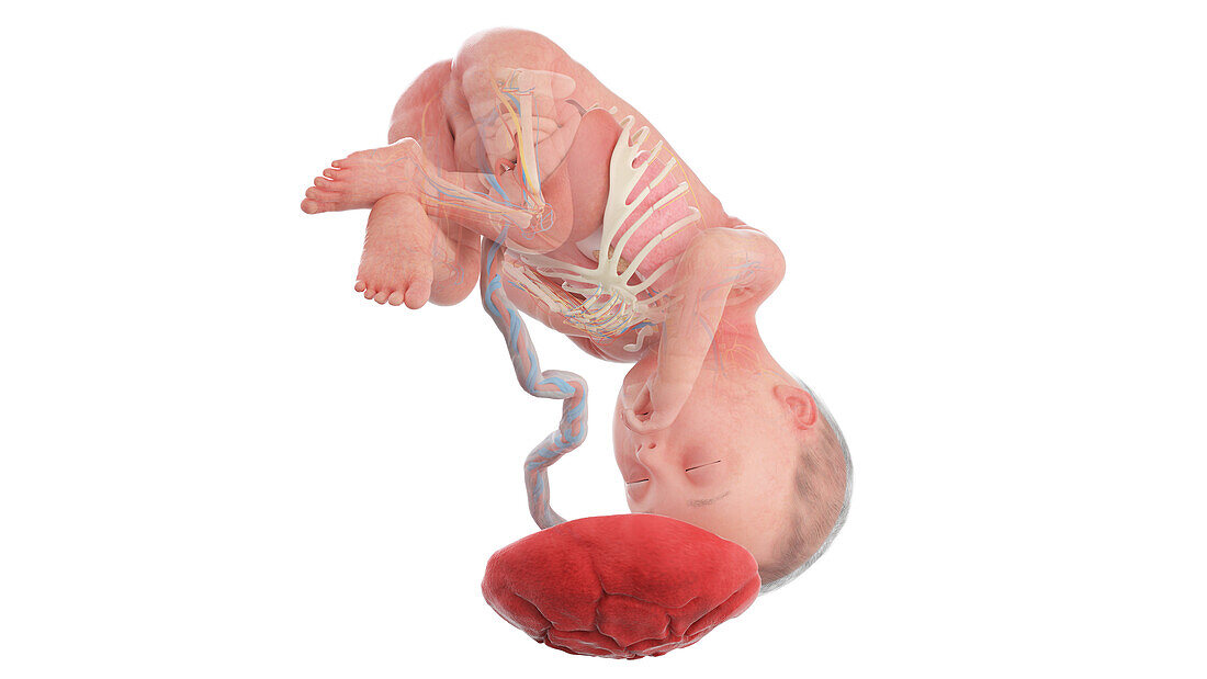 Human foetus anatomy at week 27, illustration